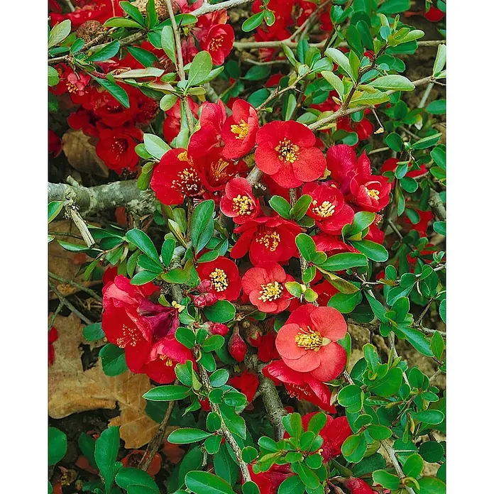 Pflanzen für dich Zierquitte 100-125 cm - Chaenomeles × superba 'Nicoline', Aktuelle Wuchshöhe: 100 cm - 125 cm - Lebhaft rote Blüten mit gelben Zentren auf einem grünblättrigen Strauch blühend.