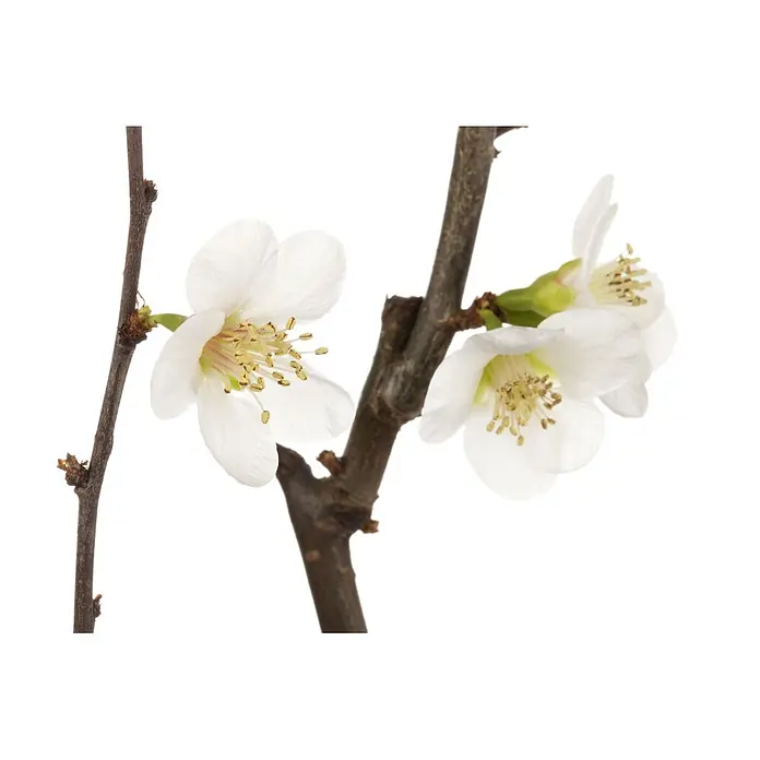 Pflanzen für dich Zierquitte 100-125 cm - Chaenomeles japonica, Aktuelle Wuchshöhe: 100 cm - 125 cm - Nahaufnahme eines braunen Astes mit mehreren weißen Blüten, zarten Blütenblättern und gelben Staubgefäßen.