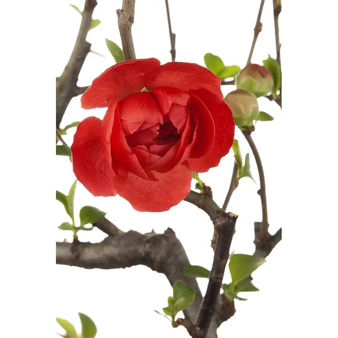Pflanzen für dich Zierquitte 40-60 cm - Chaenomeles 'Friesdorfer Typ 205', Aktuelle Wuchshöhe: 40 cm - 60 cm - Leuchtend rote Blüte an einem braunen Ast mit grünen Blättern und Knospen.