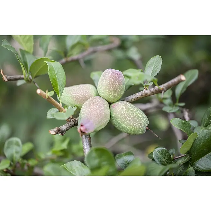 Pflanzen für dich Zierquitte 100-125 cm - Chaenomeles japonica, Aktuelle Wuchshöhe: 100 cm - 125 cm - Vier gesprenkelte, ovale grüne Früchte mit einem Hauch von Lila, die an einem Ast mit grünen Blättern wachsen.