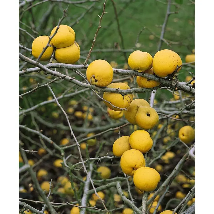 Pflanzen für dich Zierquitte 100-125 cm - Chaenomeles japonica, Aktuelle Wuchshöhe: 100 cm - 125 cm - Leuchtend gelbe, runde Früchte hängen an dornigen, kahlen Ästen eines Strauchs.