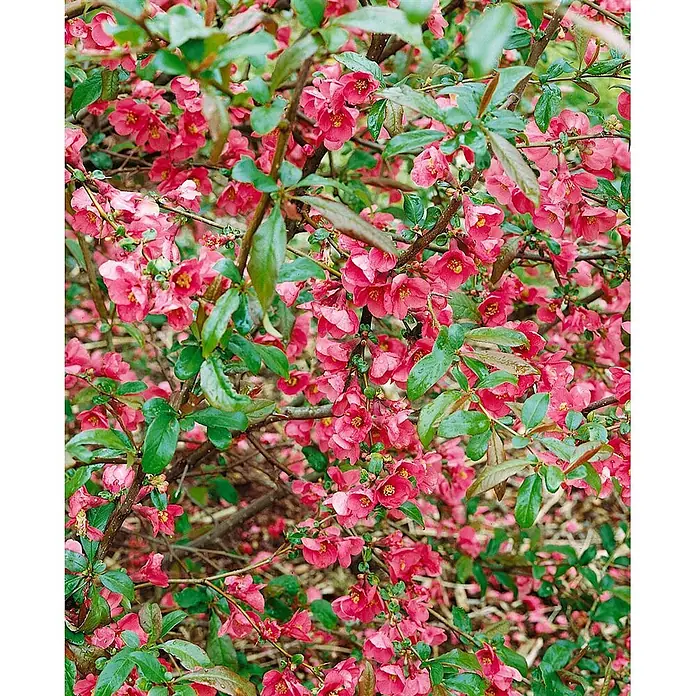 Pflanzen für dich Zierquitte 40-60 cm - Chaenomeles 'Rubra', Aktuelle Wuchshöhe: 40 cm - 60 cm - Üppige pink-rote Blüten blühen an einem Quittenbusch mit frischen grünen Blättern und Ästen.