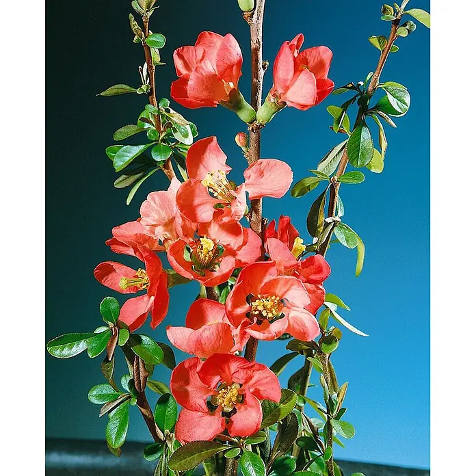 Pflanzen für dich Zierquitte 40-60 cm - Chaenomeles 'Rubra', Aktuelle Wuchshöhe: 40 cm - 60 cm - Zweige einer Zierquitte mit zahlreichen korallenroten Blüten und kleinen grünen Blättern.