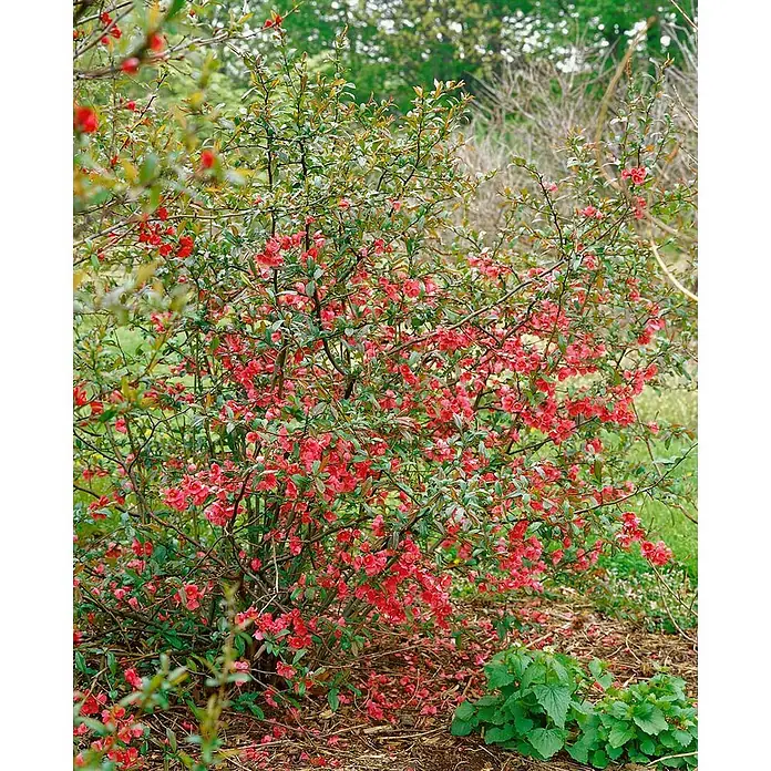 Pflanzen für dich Zierquitte 40-60 cm - Chaenomeles 'Rubra', Aktuelle Wuchshöhe: 40 cm - 60 cm - Ein lebendiger Strauch mit zahlreichen kleinen roten Blüten und grünen Blättern in einem Garten.