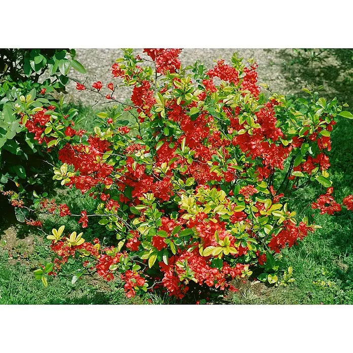 Pflanzen für dich Zierquitte 40-60 cm - Chaenomeles 'Elly Mossel', Aktuelle Wuchshöhe: 40 cm - 60 cm - Ein lebendiger Strauch bedeckt mit zahlreichen leuchtend roten Blüten und grünem Laub, im Garten wachsend.