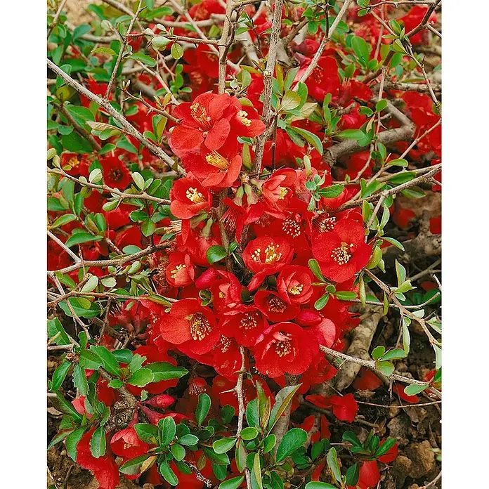 Pflanzen für dich Zierquitte 40-60 cm - Chaenomeles 'Elly Mossel', Aktuelle Wuchshöhe: 40 cm - 60 cm - Leuchtend rot-orange blühender Zierquittenbusch mit grünen Blättern und dornigen Ästen.