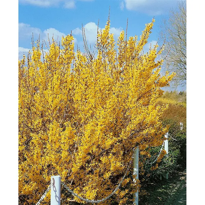 Pflanzen für dich Forsythie 40-60 cm - Forsythia × intermedia 'Lynwood Gold', Gelb - Großer, kräftig gelber Forsythienbusch in voller Blüte.