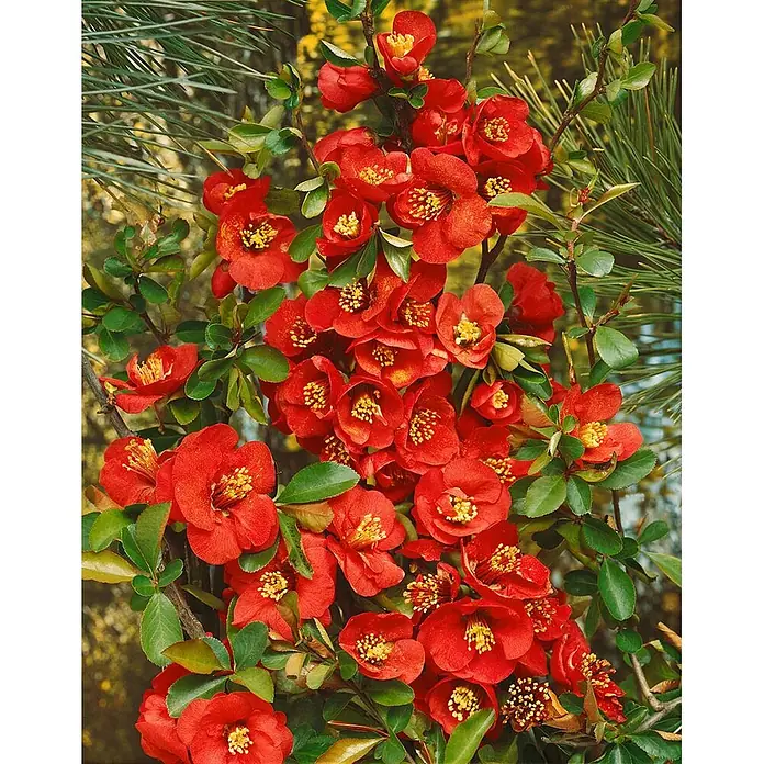 Pflanzen für dich Zierquitte 40-60 cm - Chaenomeles 'Elly Mossel', Aktuelle Wuchshöhe: 40 cm - 60 cm - Nahaufnahme eines blühenden Strauches mit zahlreichen leuchtend roten Blüten und leuchtend gelben Zentren, umgeben von grünen Blättern.