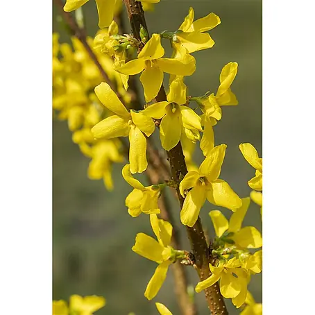 Pflanzen für dich  Forsythie 40-60 cm