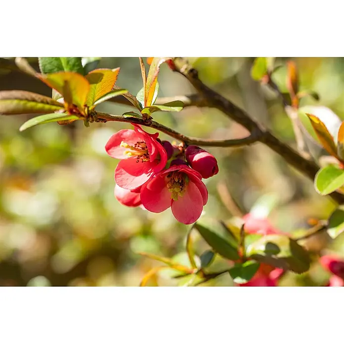 Pflanzen für dich Zierquitte 40-60 cm - Chaenomeles 'Elly Mossel', Aktuelle Wuchshöhe: 40 cm - 60 cm - Leuchtend rosa Blüten mit gelben Staubblättern an einem Zweig mit grünen und orangefarbenen Blättern.