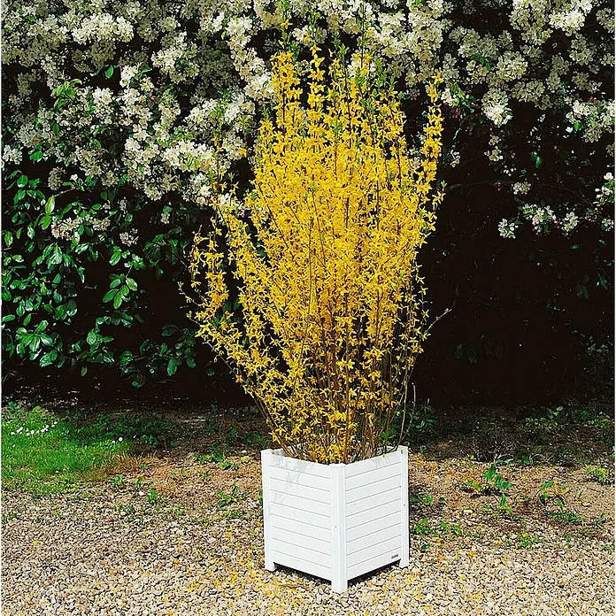 Pflanzen für dich Forsythie 40-60 cm - Forsythia × intermedia 'Lynwood Gold', Gelb - Weißer Holz-Pflanzkübel mit leuchtend gelbem Blühstrauch auf einem Kiesweg im Garten.