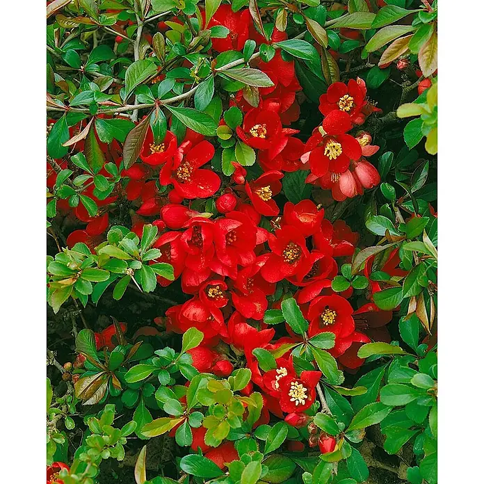 Pflanzen für dich Zierquitte 40-60 cm - Chaenomeles × superba 'Crimson and Gold', Aktuelle Wuchshöhe: 40 cm - 60 cm - Lebhafte rote Blüten inmitten üppiger grüner Blätter an einem Strauch.