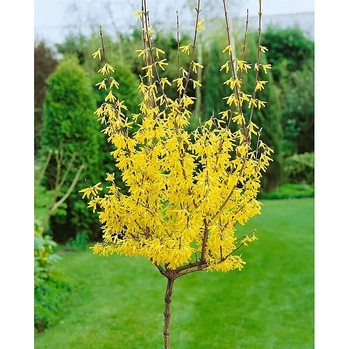 Pflanzen für dich Forsythie 40-60 cm - Forsythia × intermedia 'Lynwood Gold', Gelb - Kleiner Forsythienbaum mit leuchtend gelben Blüten an seinen Zweigen.