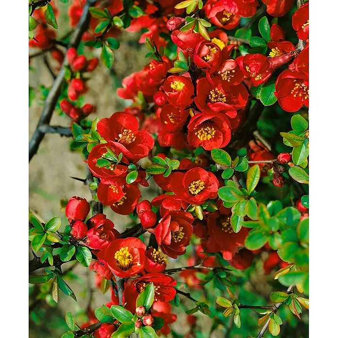 Pflanzen für dich Zierquitte 40-60 cm - Chaenomeles × superba 'Crimson and Gold', Aktuelle Wuchshöhe: 40 cm - 60 cm - Rote Zierquittenblüten mit gelben Zentren und grünen Blättern an einem dornigen Ast.