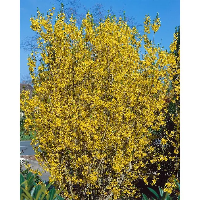 Pflanzen für dich Forsythie 40-60 cm - Forsythia × intermedia 'Lynwood Gold', Gelb - Ein leuchtend gelber Forsythienstrauch in voller Blüte mit zahlreichen hellgelben Blüten vor blauem Himmel.