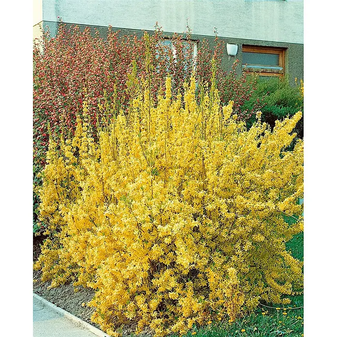 Pflanzen für dich Forsythie 40-60 cm - Forsythia × intermedia 'Lynwood Gold', Gelb - Großer gelb blühender Busch, Forsythia, in voller Blüte im Garten.