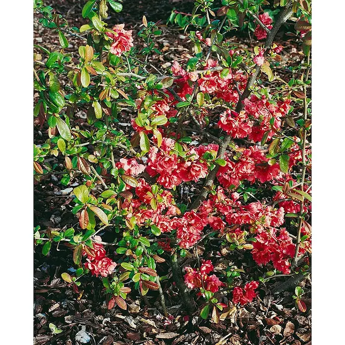 Pflanzen für dich Zierquitte 40-60 cm - Chaenomeles 'Pink Storm', Aktuelle Wuchshöhe: 40 cm - 60 cm - Strauch mit leuchtend roten Blüten und grünen Blättern auf Mulchboden.