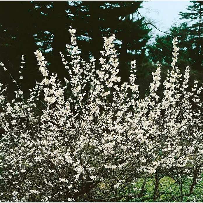 Pflanzen für dich Forsythie 40-60 cm - Abeliophyllum distichum, Weiß - Strauch mit zahlreichen kleinen weißen Blüten an kahlen Ästen.