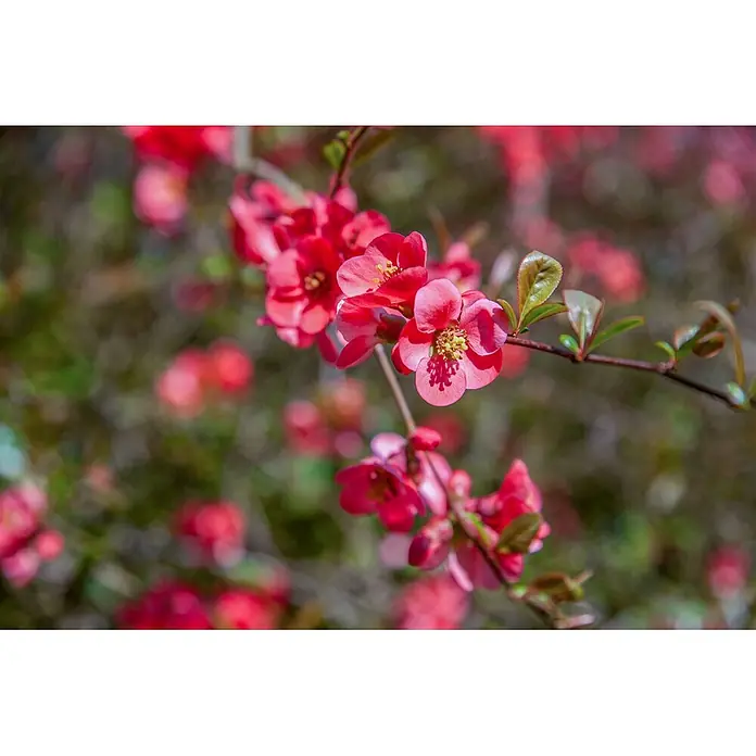 Pflanzen für dich Zierquitte 40-60 cm - Chaenomeles 'Pink Storm', Aktuelle Wuchshöhe: 40 cm - 60 cm - Nahaufnahme von leuchtend rosa Blüten mit gelben Zentren und grünen Blättern an einem Ast.