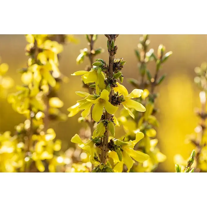 Pflanzen für dich Forsythie 40-60 cm - Forsythia × intermedia 'Mikador', Gelb - Gelbe Forsythienblüten blühen an einem braunen Zweig mit grünen Knospen.