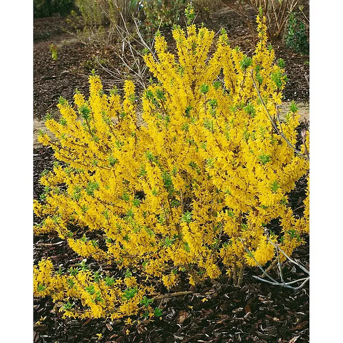 Pflanzen für dich Forsythie 40-60 cm - Forsythia × intermedia 'Mikador', Gelb - Leuchtend gelber Forsythienstrauch in voller Blüte mit grünen Blättern auf dunklem Rindenmulch.