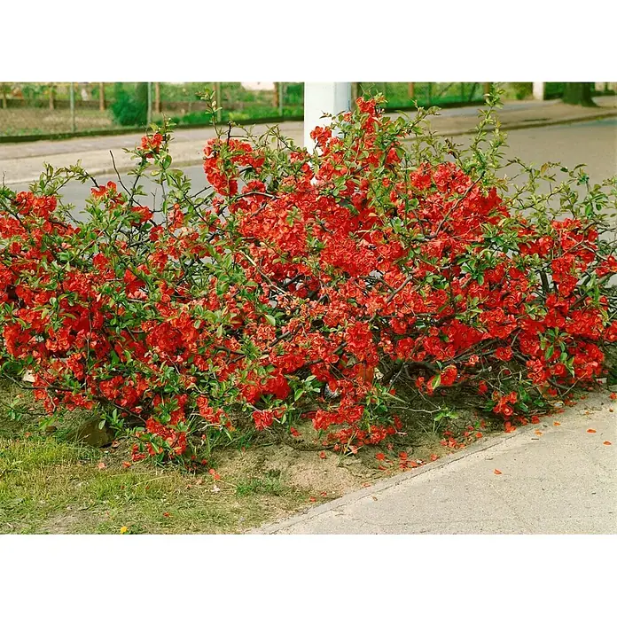 Pflanzen für dich Zierquitte 40-60 cm - Chaenomeles 'Red Trail', Aktuelle Wuchshöhe: 40 cm - 60 cm - Leuchtend roter Blütenstrauch mit grünen Blättern, üppig blühend entlang eines gepflasterten Weges.