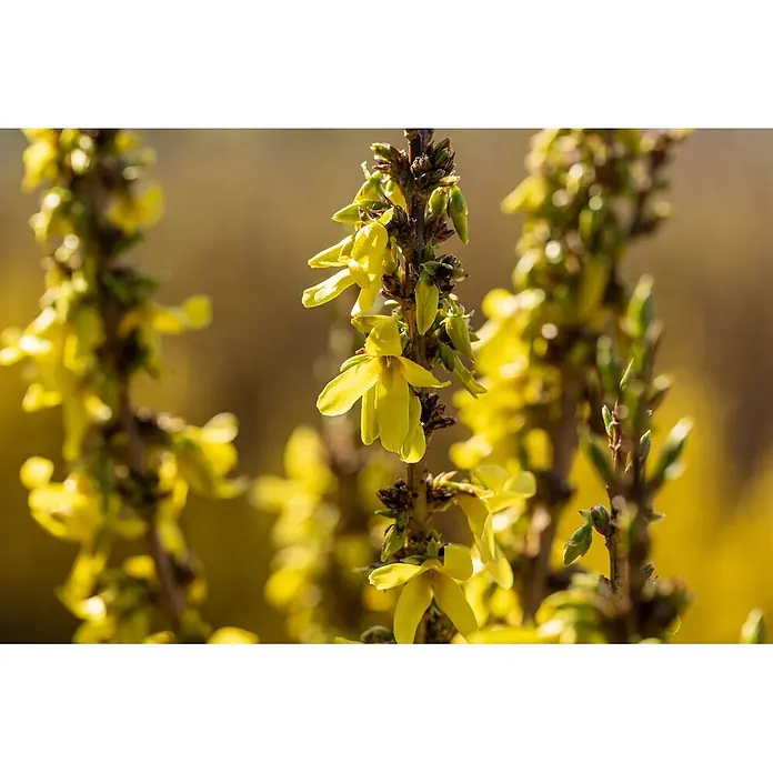 Pflanzen für dich Forsythie 40-60 cm - Forsythia × intermedia 'Mikador', Gelb - Leuchtend gelbe Forsythienblüten blühen an braunen Zweigen im Frühling.