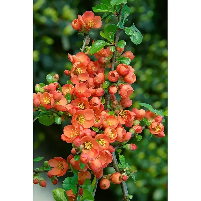 Pflanzen für dich Zierquitte Japanische Zierquitte - Chaenomeles japonica 'Cido', Aktuelle Wuchshöhe: 80 cm - 100 cm - Zweig einer Zierquitte mit zahlreichen korallenroten Blüten, gelben Zentren und grünen Blättern.