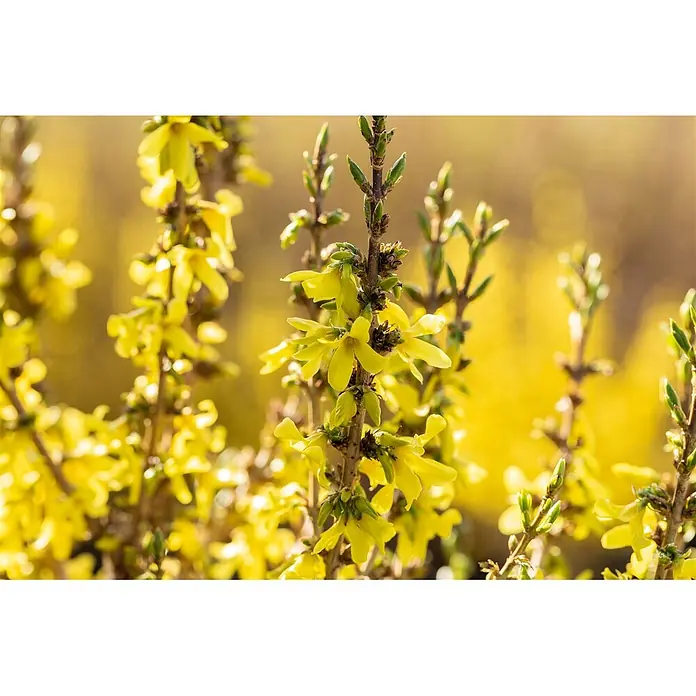 Pflanzen für dich Forsythie 40-60 cm - Forsythia × intermedia 'Mikador', Gelb - Nahaufnahme von leuchtend gelben Forsythienblüten an einem Ast.