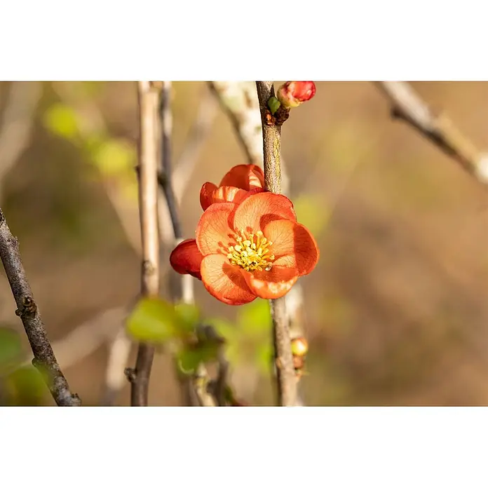 Pflanzen für dich Zierquitte Japanische Zierquitte - Chaenomeles japonica 'Cido', Aktuelle Wuchshöhe: 80 cm - 100 cm - Leuchtend orangefarbene Blüte mit gelben Staubblättern blüht an einem Zweig, mit einer kleinen Knospe darüber.