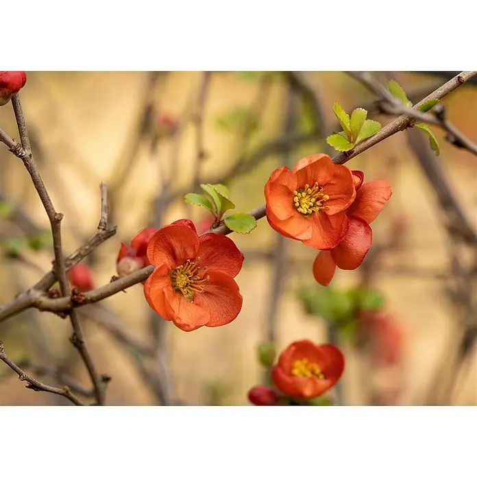 Pflanzen für dich Zierquitte Japanische Zierquitte - Chaenomeles japonica 'Cido', Aktuelle Wuchshöhe: 80 cm - 100 cm - Leuchtend orangerote Blüten mit gelben Zentren an einem Ast mit kleinen grünen Blättern.