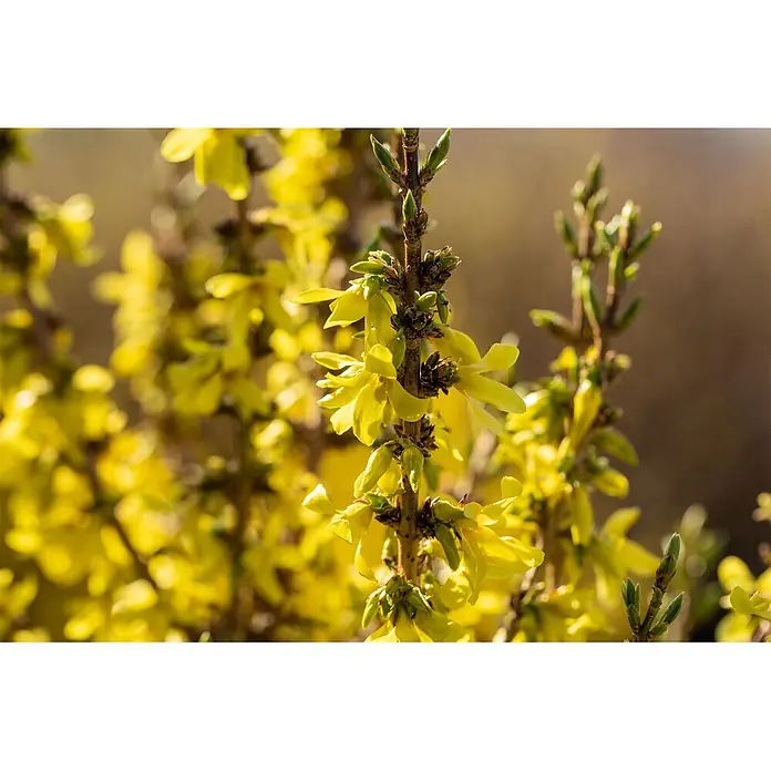 Pflanzen für dich Forsythie 40-60 cm - Forsythia × intermedia 'Mikador', Gelb - Nahaufnahme leuchtend gelber Forsythienblüten und Knospen an einem Ast.