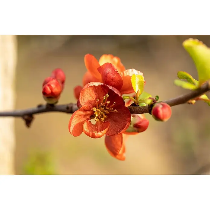 Pflanzen für dich Zierquitte Japanische Zierquitte - Chaenomeles japonica 'Cido', Aktuelle Wuchshöhe: 80 cm - 100 cm - Lebhaft orange-rote Blüten auf einem braunen Ast mit grünen Blättern und Knospen.