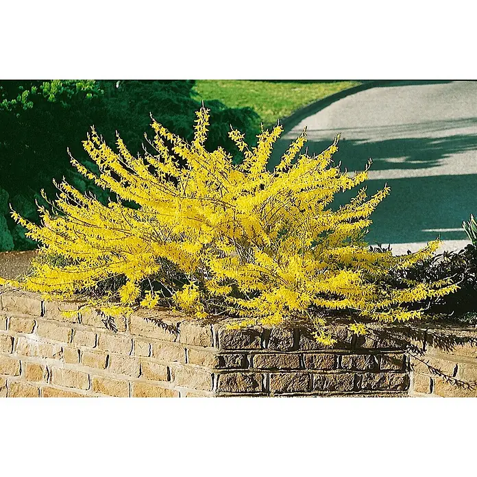 Pflanzen für dich Forsythie 30-40 cm - Forsythia 'Maree d'Or', Gelb - Lebhaft gelber Forsythienbusch in voller Blüte, über eine Ziegelmauer herabhängend.