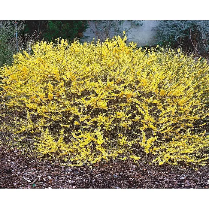 Pflanzen für dich Forsythie 30-40 cm - Forsythia 'Maree d'Or', Gelb - Ein Forsythienbusch in voller Blüte, bedeckt mit leuchtend gelben Blüten, in einem Garten mit dunklem Rindenmulch.