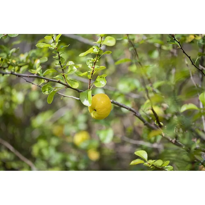 Pflanzen für dich Zierquitte 40-60 cm - Chaenomeles × superba 'Pink Lady', Aktuelle Wuchshöhe: 40 cm - 60 cm - Gelbe Quitte hängt an einem Ast mit grünen Blättern.