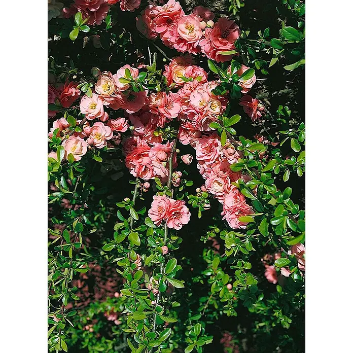 Pflanzen für dich Zierquitte 40-60 cm - Chaenomeles 'Pink Trail', Aktuelle Wuchshöhe: 40 cm - 60 cm - Blühende Zierquitten mit leuchtend rosa Blüten und grünen Blättern in voller Pracht.