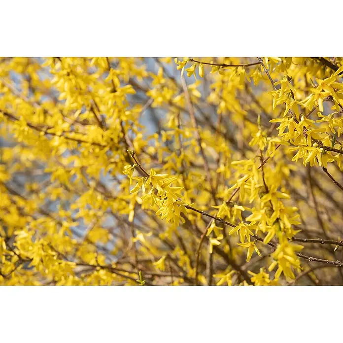 Pflanzen für dich Forsythie 30-40 cm - Forsythia 'Maree d'Or', Gelb - Leuchtend gelbe Forsythienblüten an Zweigen im Frühling.