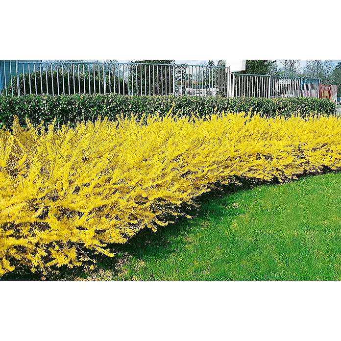 Pflanzen für dich Forsythie 30-40 cm - Forsythia 'Maree d'Or', Gelb - Gelb blühende Forsythienhecke am grünen Rasen, mit Zaun und Sträuchern im Hintergrund.