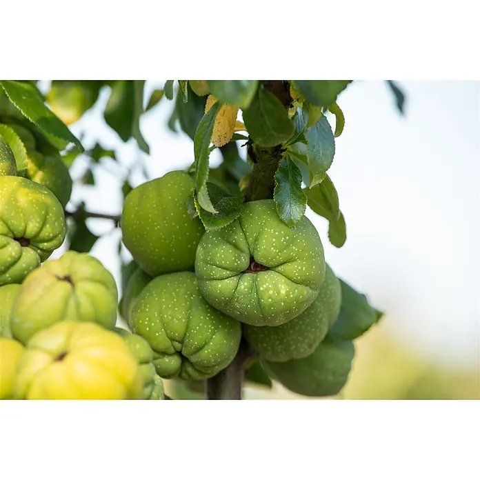Pflanzen für dich Zierquitte 40-60 cm - Chaenomeles speciosa 'Cameo', Aktuelle Wuchshöhe: 40 cm - 60 cm - Unreife grüne Quitten mit weißen Sprenkeln an einem belaubten Ast.