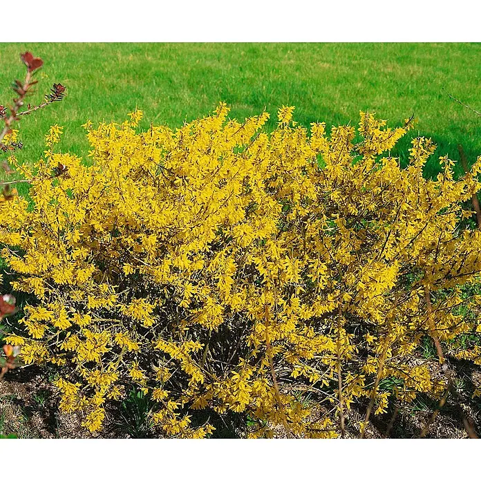 Pflanzen für dich Forsythie 30-40 cm - Forsythia 'Maree d'Or', Gelb - Ein leuchtend gelber Forsythienstrauch in voller Blüte.