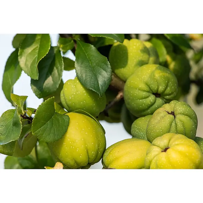 Pflanzen für dich Zierquitte 40-60 cm - Chaenomeles speciosa 'Cameo', Aktuelle Wuchshöhe: 40 cm - 60 cm - Unreife Quittenfrüchte, grün und gelb mit weißen Sprenkeln, hängen an einem Ast mit grünen Blättern.