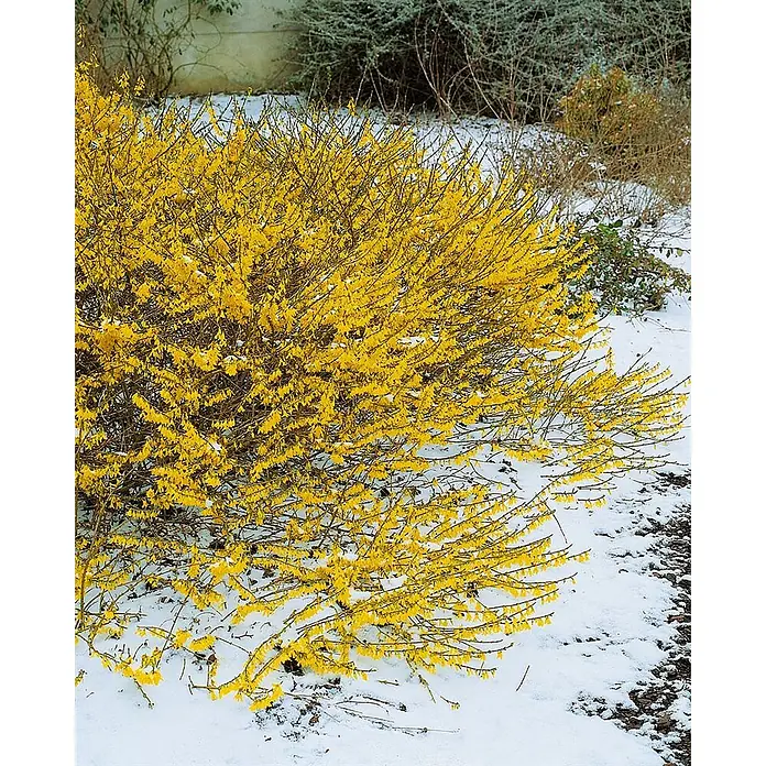 Pflanzen für dich Forsythie 30-40 cm - Forsythia 'Maree d'Or', Gelb - Strahlend gelber Forsythienbusch in voller Blüte, leuchtend im Kontrast zu frischem Schnee.