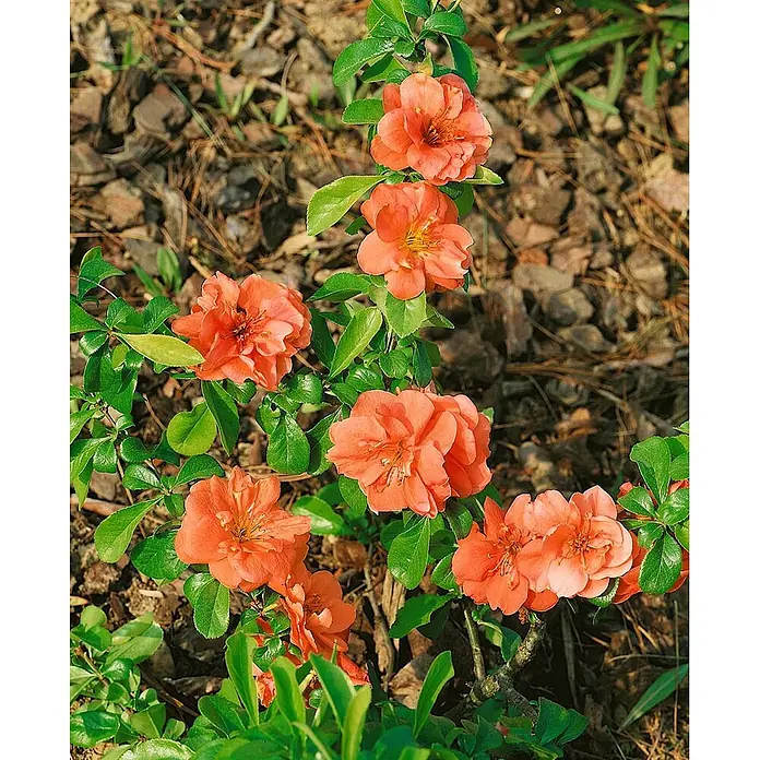 Pflanzen für dich Zierquitte 40-60 cm - Chaenomeles speciosa 'Cameo', Aktuelle Wuchshöhe: 40 cm - 60 cm - Nahaufnahme eines Blütenquittenstrauchs mit leuchtenden korallenorangen Blüten und grünen Blättern im Garten.
