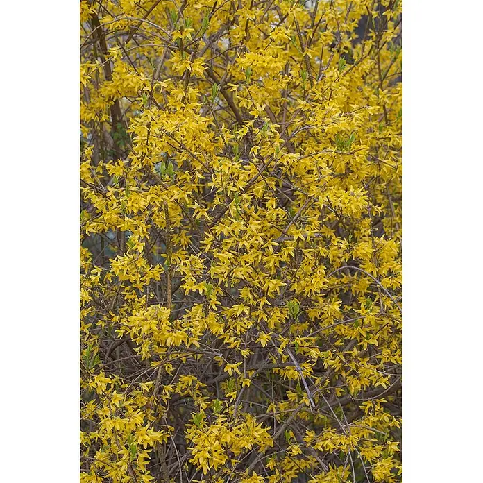 Pflanzen für dich Forsythie 60-100 cm - Forsythia × intermedia 'Spectabilis', Gelb - Ein leuchtender Forsythienbusch in voller Blüte, bedeckt mit zahlreichen hellgelben Blüten und jungen grünen Blättern.