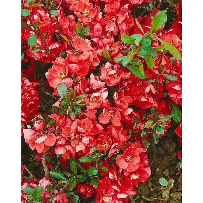 Pflanzen für dich Zierquitte 80-100 cm - Chaenomeles × superba 'Hollandia', Aktuelle Wuchshöhe: 80 cm - 100 cm - Blühende Quitte mit leuchtend roten Blüten und grünen Blättern.