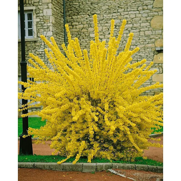 Pflanzen für dich Forsythie 60-100 cm - Forsythia × intermedia 'Spectabilis', Gelb - Ein leuchtend gelber Forsythienbusch in voller Blüte, der helle Frühlingsblumen zeigt.