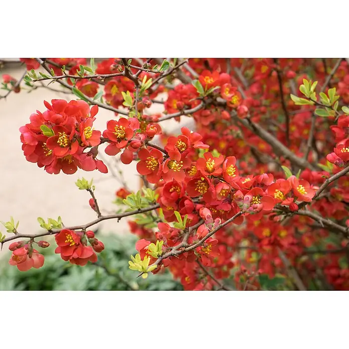 Pflanzen für dich Zierquitte Zierquitte - Chaenomeles speciosa 'Scarlet Storm', Aktuelle Wuchshöhe: 80 cm - 100 cm - Zweige einer leuchtend roten Zierquitte mit gelben Blütenmitten und jungen grünen Blättern in voller Blüte.
