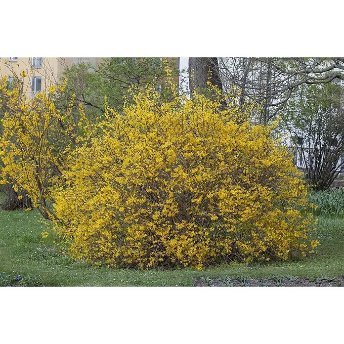 Pflanzen für dich Forsythie 60-100 cm - Forsythia × intermedia 'Spectabilis', Gelb - Ein leuchtender Forsythienbusch mit hellgelben Blüten in einem Garten.