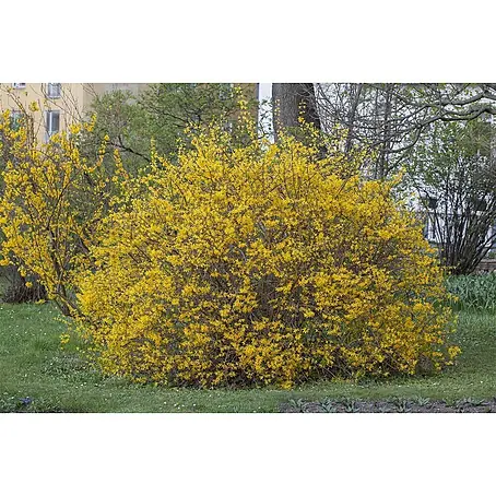 Pflanzen für dich  Forsythie 125-150 cm